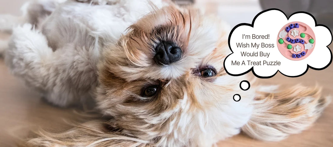 Interactive Feeding: The Secret to a Happier, Healthier Dog
