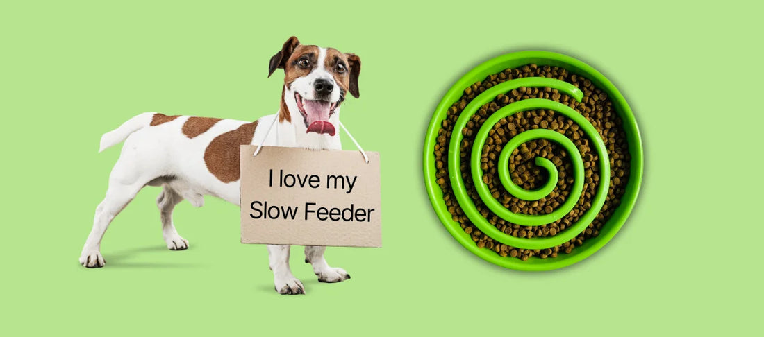 The Benefits of Slow Feeders: How They Help Your Dog’s Health