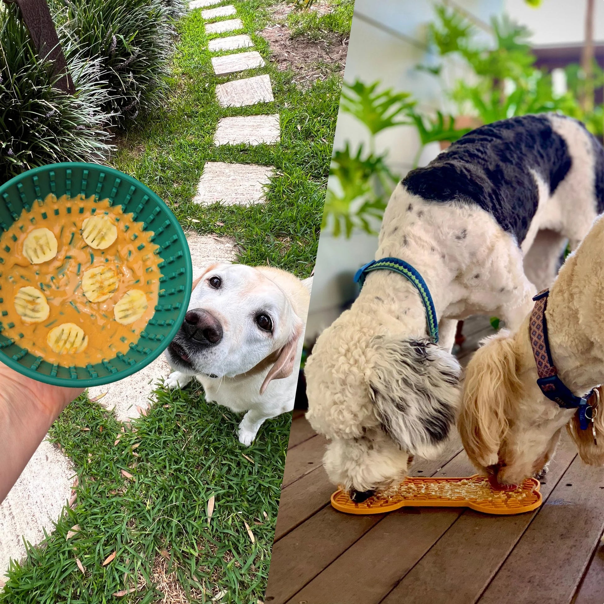 Image description: Two pictures side by side. Left picture: Dog sniffing wobble lick bowl being held in a person's hand. Wobble lick bowl has peanut butter spread in the bowl and sliced banana. Right picture: Two dogs licking bone broth off a lick mat bone shape. 
